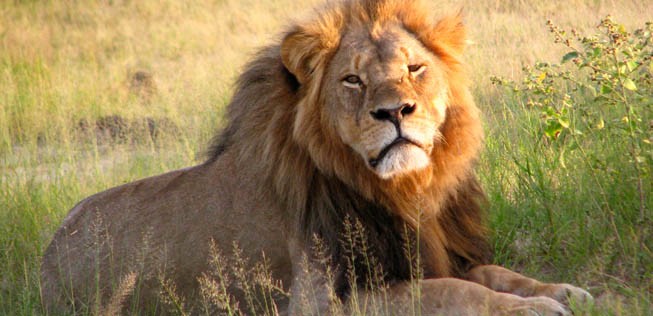 Der Löwe Cecil: Sein Tod erregte weltweit Aufsehen.