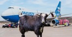 Yak vor Boeing 747-400 F von Silk Way West (Montage): 116 an Bord.