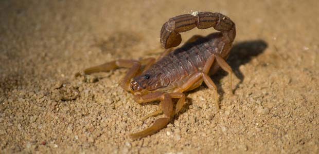 Skorpion: Ein Exemplar des Spinnentieres reiste an Bord mit.