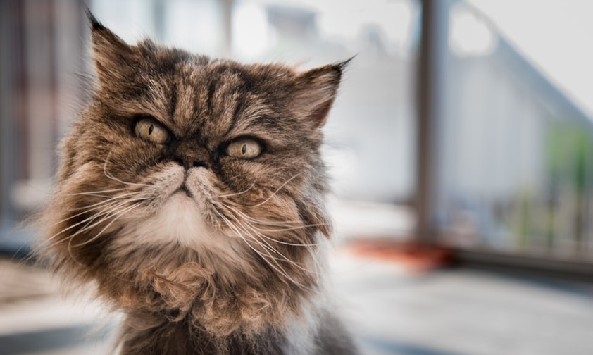 Katze mit flachem Gesicht: Es kommt häufiger zu Zwischenfällen.
