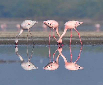 Flamingos in Indien: Experten warnen vor einem Problem mit Vogelschlag an Mumbais neuem Airport.