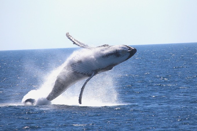 South West Edge Cape Breaching Humpback 