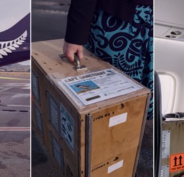 Flugbegleiterin Annalise Michie mit der Transportbox der Tūturuatus: Wichtige Umsiedelung.