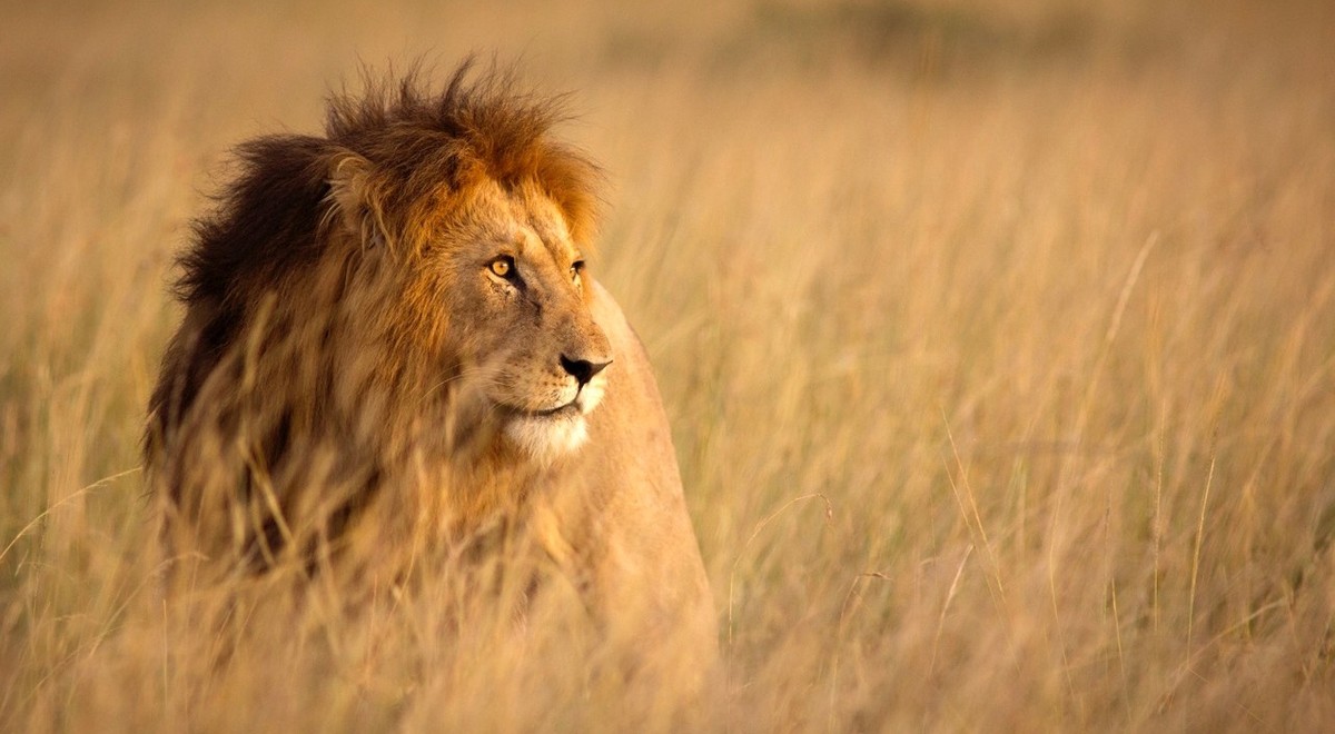 Majestätischer Löwe in der Savanne Kenias im Sonnenlicht