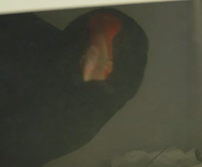 Wenn die Vögel ein Flugzeug nehmen müssen