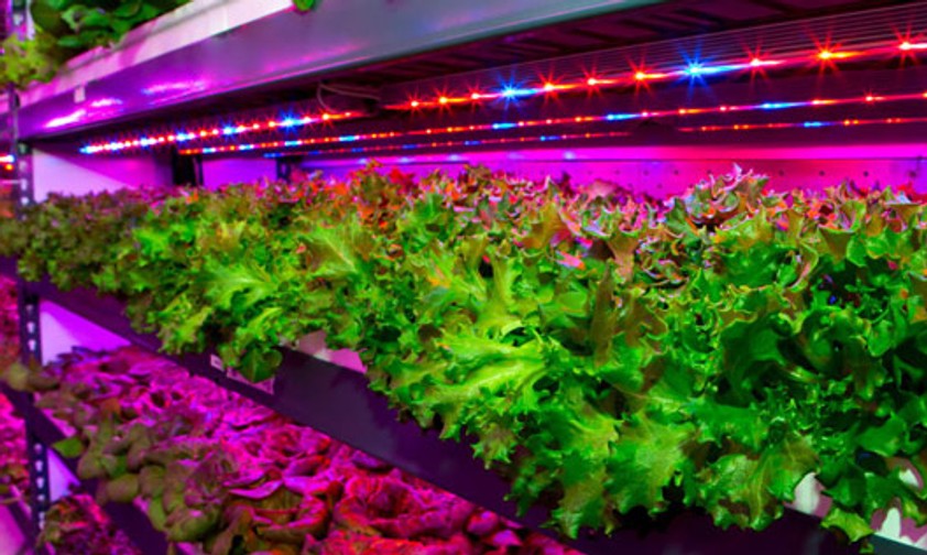 Vertical Farming: So will Emirates Blattgemüse anbauen.