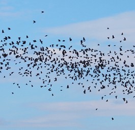 Vogelschwarm: Für Flugzeuge kann er schnell gefährlich werden.