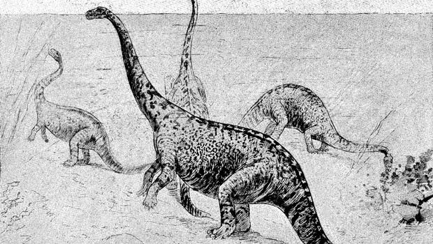 Ein Saurier stellt aber alle anderen in den Schatten: Der Amphicoelias fragillimus ist wohl der größte aller Saurier. Er soll bis zu 58 Meter lang gewesen sein und dabei satte 122 Tonnen auf die Waage gebracht haben.