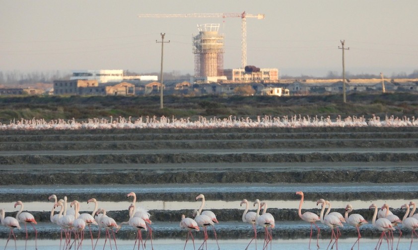 Flamingos, Flughafen-Baustelle in Vlora: Das Projekt verzögert sich weiter.