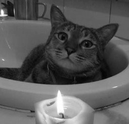 Kater James Dean: Nach seinem Tod erlangte er traurige Berühmtheit.