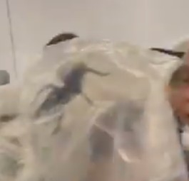 Das ist eine Riesenspinne im Flugzeug