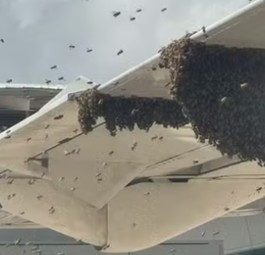 Bienenschwarm lässt Fluggäste 90 Minuten lang nicht aussteigen