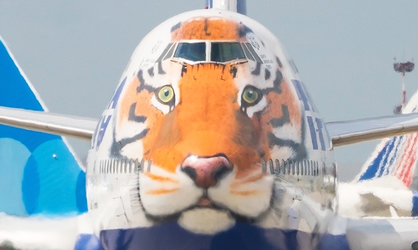 Boeing 747 mit Tiger-Lackierung, noch im Transaero-Design: Fliegt bei neuer Airline.