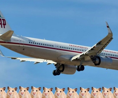 Die CS-TJR: Airbus A321 Neo mit Retro-Lackierung - und Hamstern.