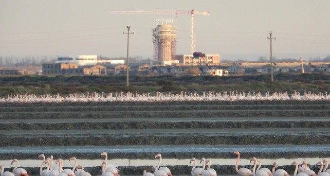 Flamingos, Flughafen-Baustelle in Vlora: Das Projekt verzögert sich weiter.