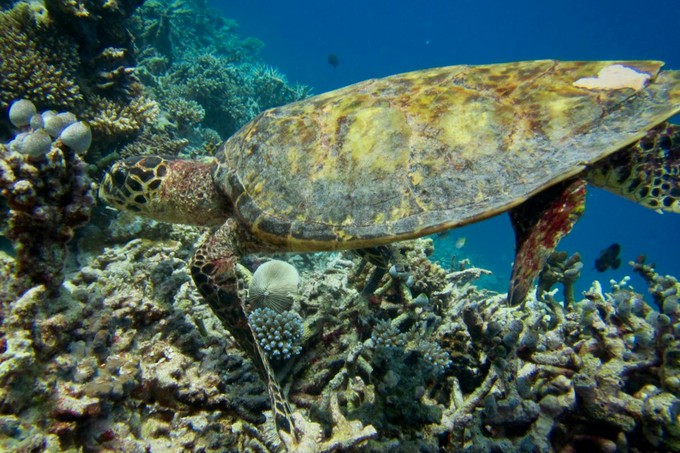 Wasserschildkröten begegnen einem auch oft