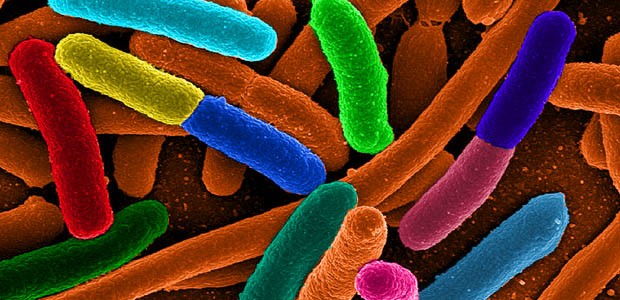 Escherichia coli: Die Bakterien können überall lauern.