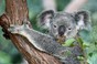 Australien streicht Impfpflicht für Reisende