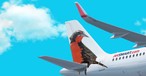 Flieger von Jetsmart: Die Airline dekoriert die Leitwerke mit südamerikanischen Tierarten.