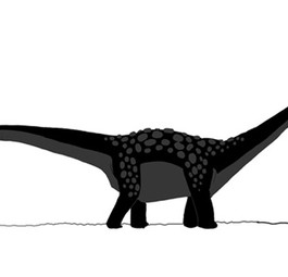 Der Antarctosaurus  giganteus soll bis zu 33 Meter groß geworden sein. Genaues weiß man nicht - bislang wurden nur Fragmente des Skeletts dieses Dinosauriers gefunden. Er soll bis zu 69 Tonnen gewogen haben.