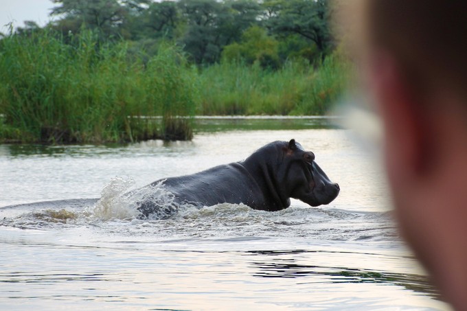 Ob wir diesem Hippo zu nahe kommen wo möglich