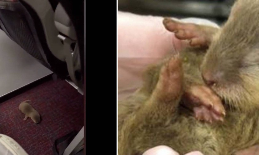 Fund an Bord eines Vietjet-A320: Der Babyotter ist nur eines von etwa 30 geschmuggelten Tieren.