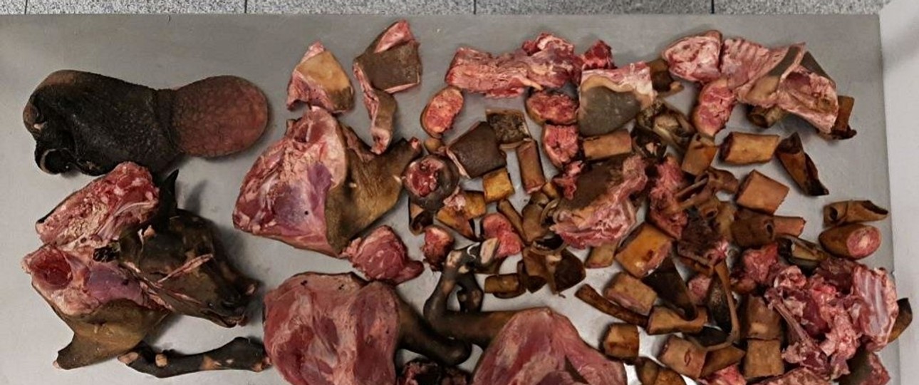 Bild von einem extremen Fund am Flughafen München 2023: Der Zoll stellte damals 16 Kilogramm ungekühltes Ziegenfleisch, Kopf und Magen in einem Koffer sicher.