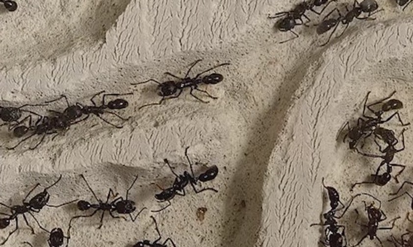 Ameisen-Invasion in Jet von United