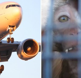 Jet von Air France und Laboraffe: Bald nicht mehr kombinierbar.