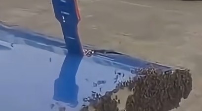 Bienenschwarm an der Frachttür: Der Flug konnte am 7. Juli erst eine Stunde später starten.