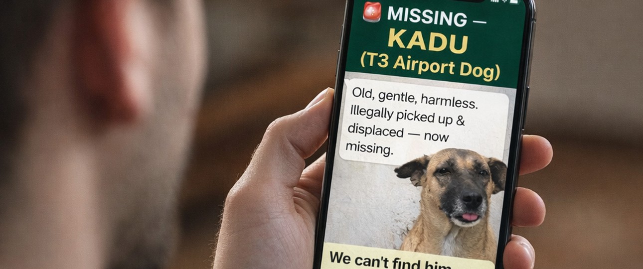 In Dehli wird ein Straßenhund vermisst: Das ist einer von zahlreichen Tweets. 