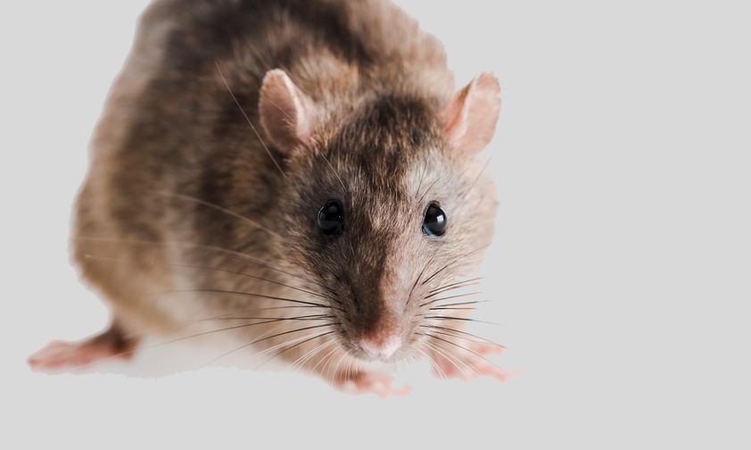 Maus. Sieht auf dem Bild niedlich aus, stört aber am Flughafen.