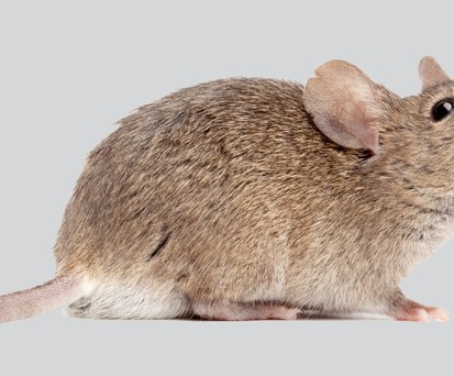 Maus: Musste den Flieger wieder verlassen.