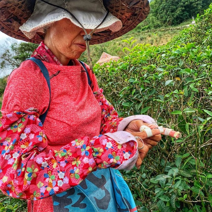 Teepflueckerin auf dem Campher-Trail
