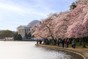 Cherry Blossoms am Tidal Basin