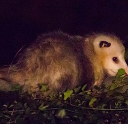 Opossum: Jetblue gewährt in den Richtlinien nur Hunden und Katzen den Mitflug in der Kabine.