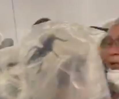 Das ist eine Riesenspinne im Flugzeug