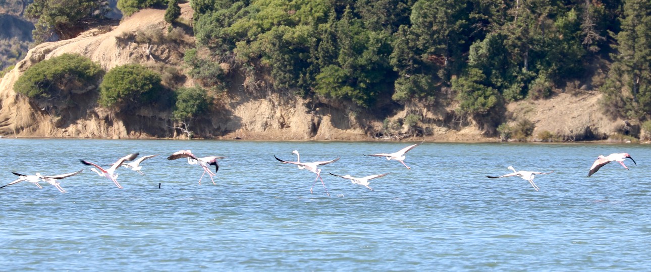 Flamingos nahe Vlora: Umweltschützer sind besorgt.