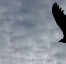 Vogel am Himmel: Nicht nur in Südamerika für Flugzeuge gefährlich.