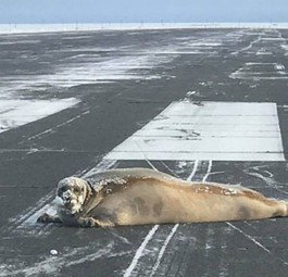 Bartrobbe: Das Tier musste auf einen Schlitten gerollt und weggefahren werden.