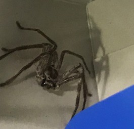 Riesenkrabbenspinne: Verirrte sich in einen Rucksack.