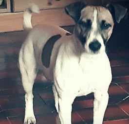 Hund Jack: Hatte alle Papiere korrekt ausgefüllt.