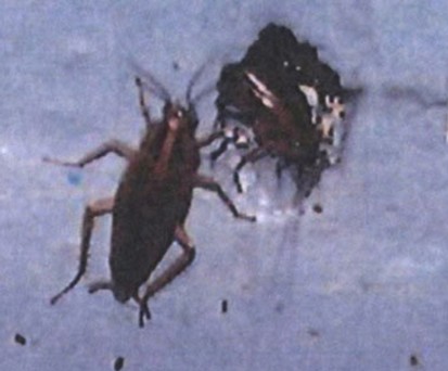 Ungeziefer aus einer Bordmahlzeitenküche: Gefährliche Zustände.