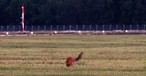 Tierischer Sicherheitsmitarbeiter in Hamburg