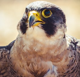 Wanderfalke: Zwei dieser Vögel sind bei Boeing zuhause.