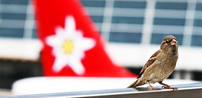 Zwei Vögel, einer davon gehört Edelweiss Air: Die Fluglinie wächst rasant.