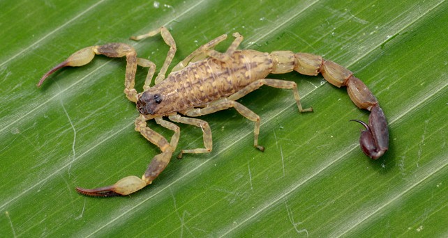 gelber mittelmeerskorpion
