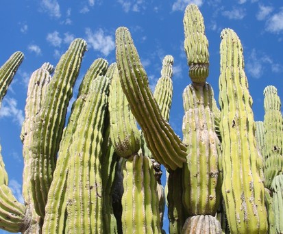 Große Kakteen sind typisch für Baja California