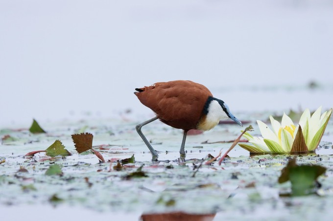 Im Caprivi gibt es rund 400 Vogelarten 
