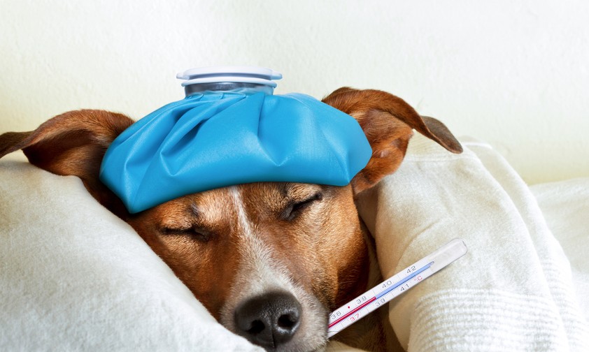 Kranker Hund: An Bord gefährlich.